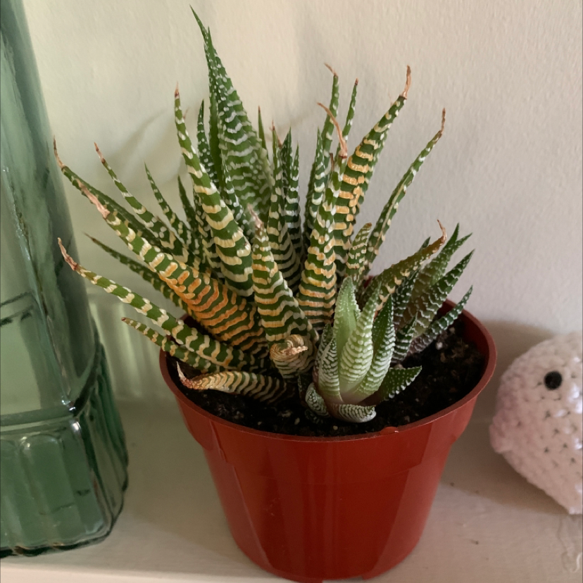 Healthy Fairy Washboard succulent plant with striped triangular leaves in a red pot, well-framed photo.