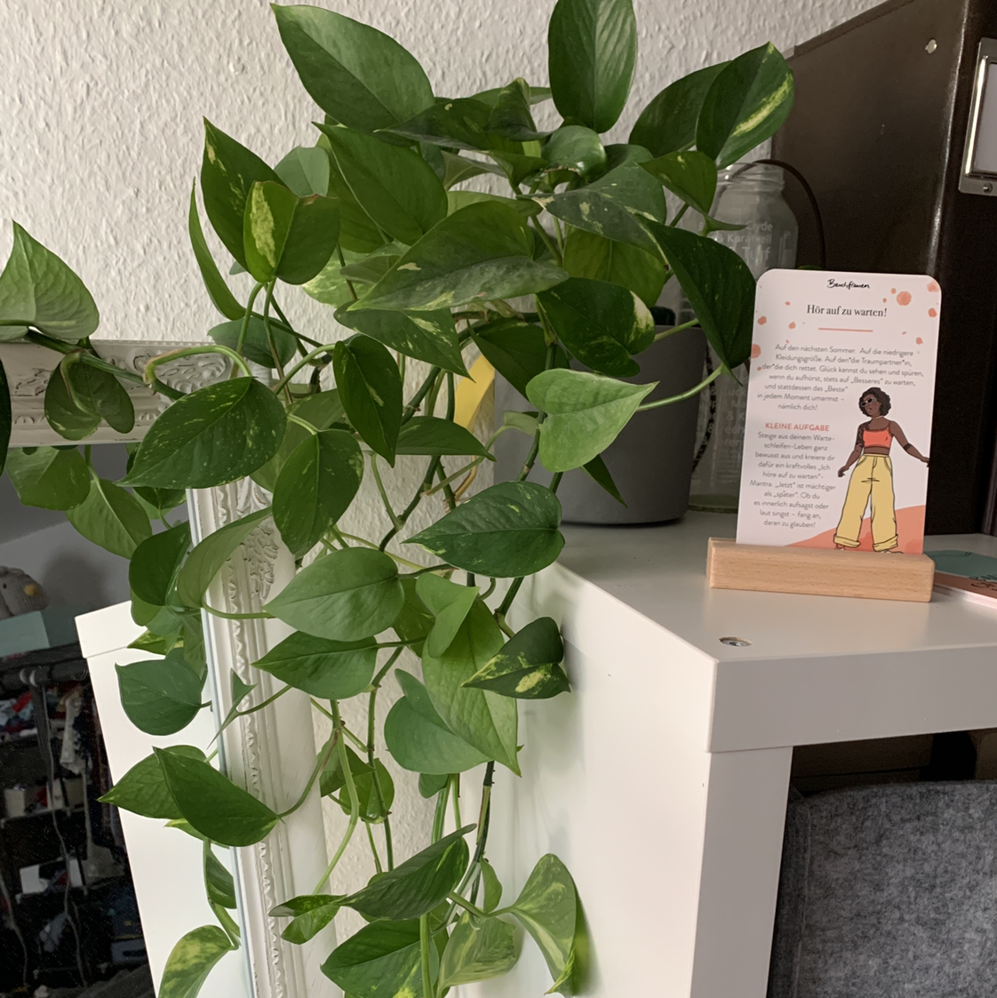 Taro Vine plant photo by @Sydofnee named Sherlock on Greg, the plant care app.