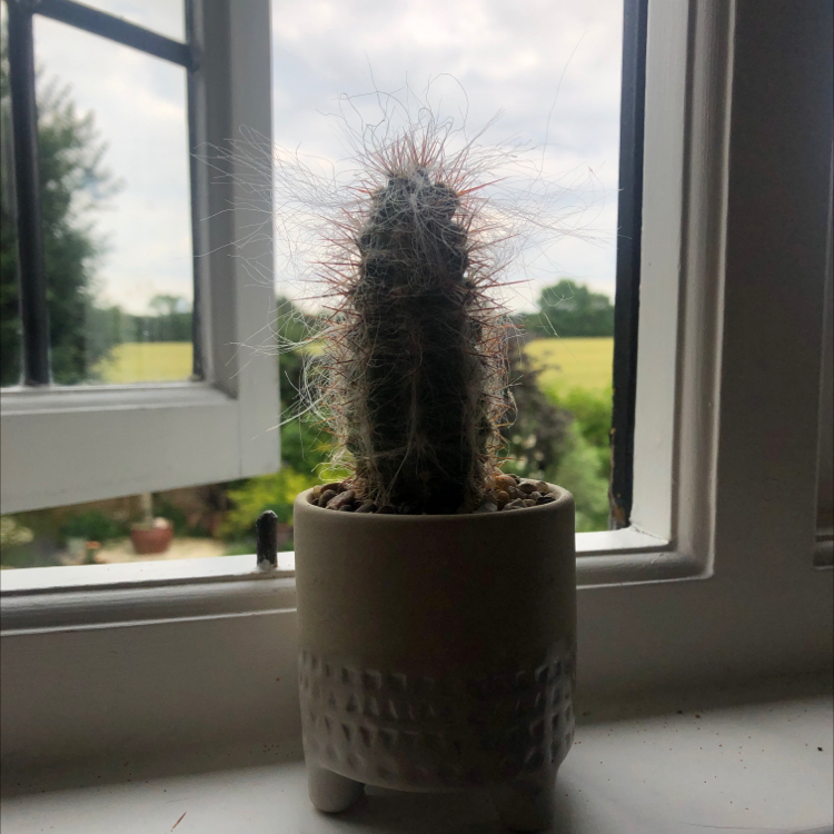 Photo of the plant species Old Man's Beard by Isobel named Methuselah’s beard cactus on Greg, the plant care app