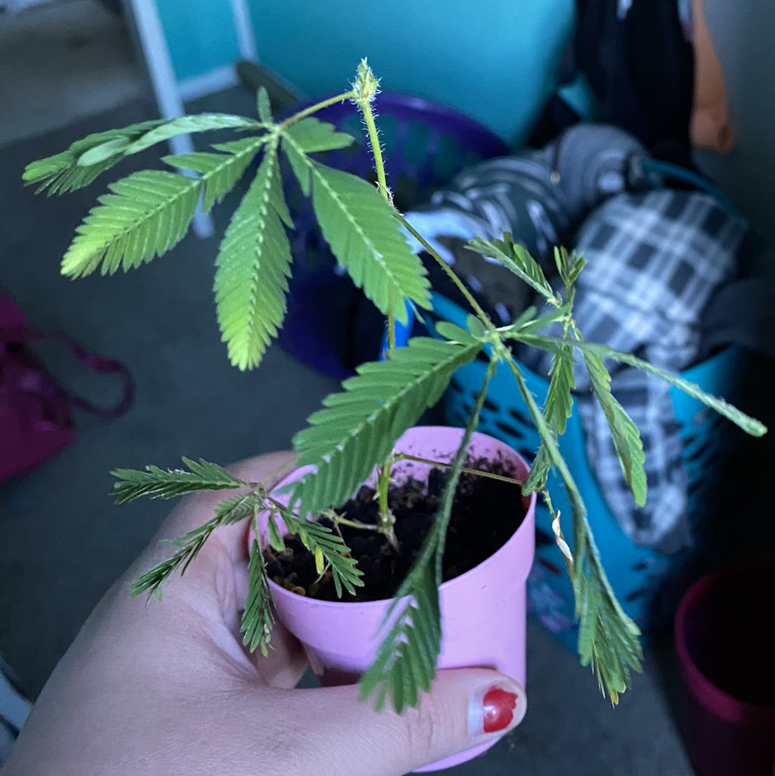 Sensitive Plant in a pink pot held by a hand, with green leaves and visible soil.