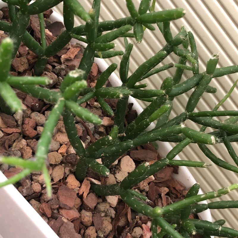 Hairy Stemmed Rhipsalis plant with green cylindrical stems in rocky soil.