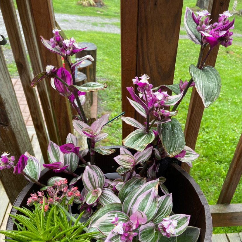 Small-Leaf Spiderwort plant photo by Marcy named Your plant on Greg, the plant care app.