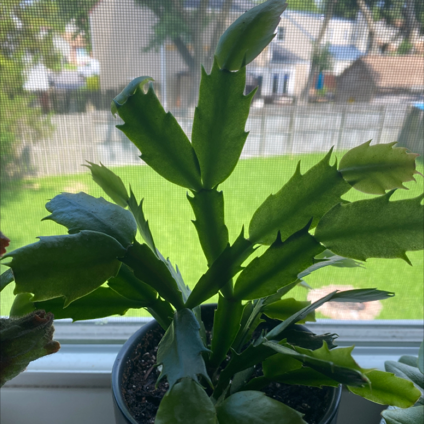 False Christmas Cactus plant photo by @Mvdi_ named Kringle on Greg, the plant care app.
