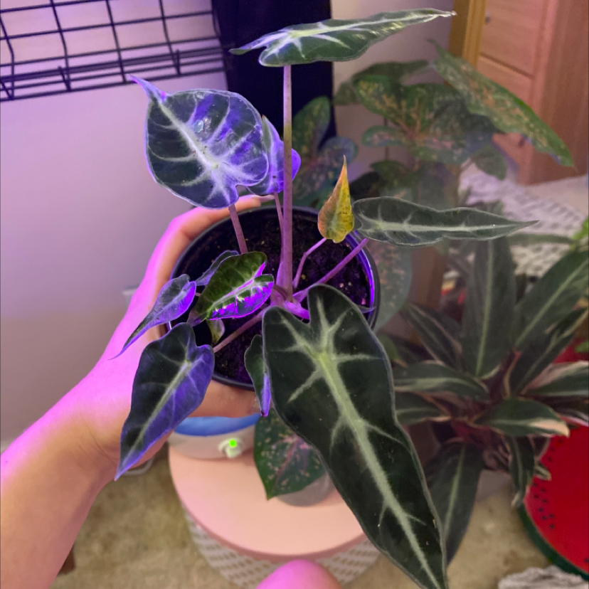 Photo of the plant species Alocasia 'Bambino' by @Mvdi_ named Davina on Greg, the plant care app