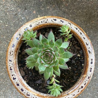 Hens and Chicks plant in Virginia Beach, Virginia