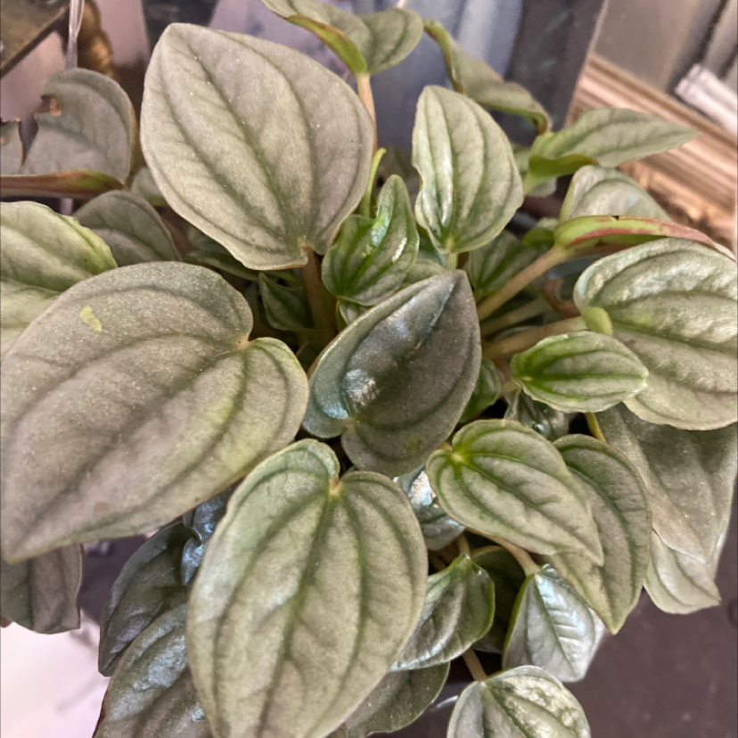 Peperomia 'Napoli Nights' plant with healthy, silver-sheened green leaves.