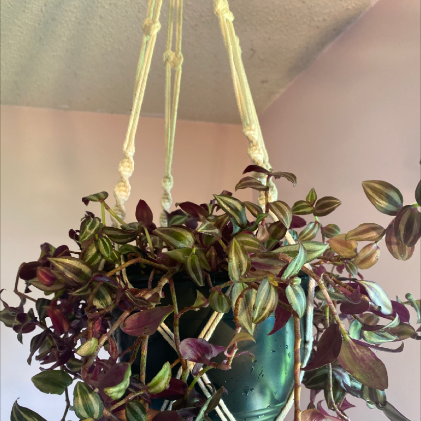Spiderwort plant photo by @Mvdi_ named Shiksa on Greg, the plant care app.