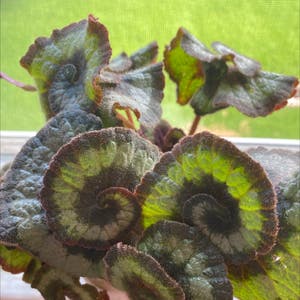 Rex Begonia plant photo by @Mvdi_ named T-Rex on Greg, the plant care app.