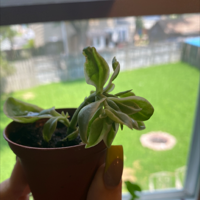 Livingstone Daisy plant photo by @Mvdi_ named Summer on Greg, the plant care app.