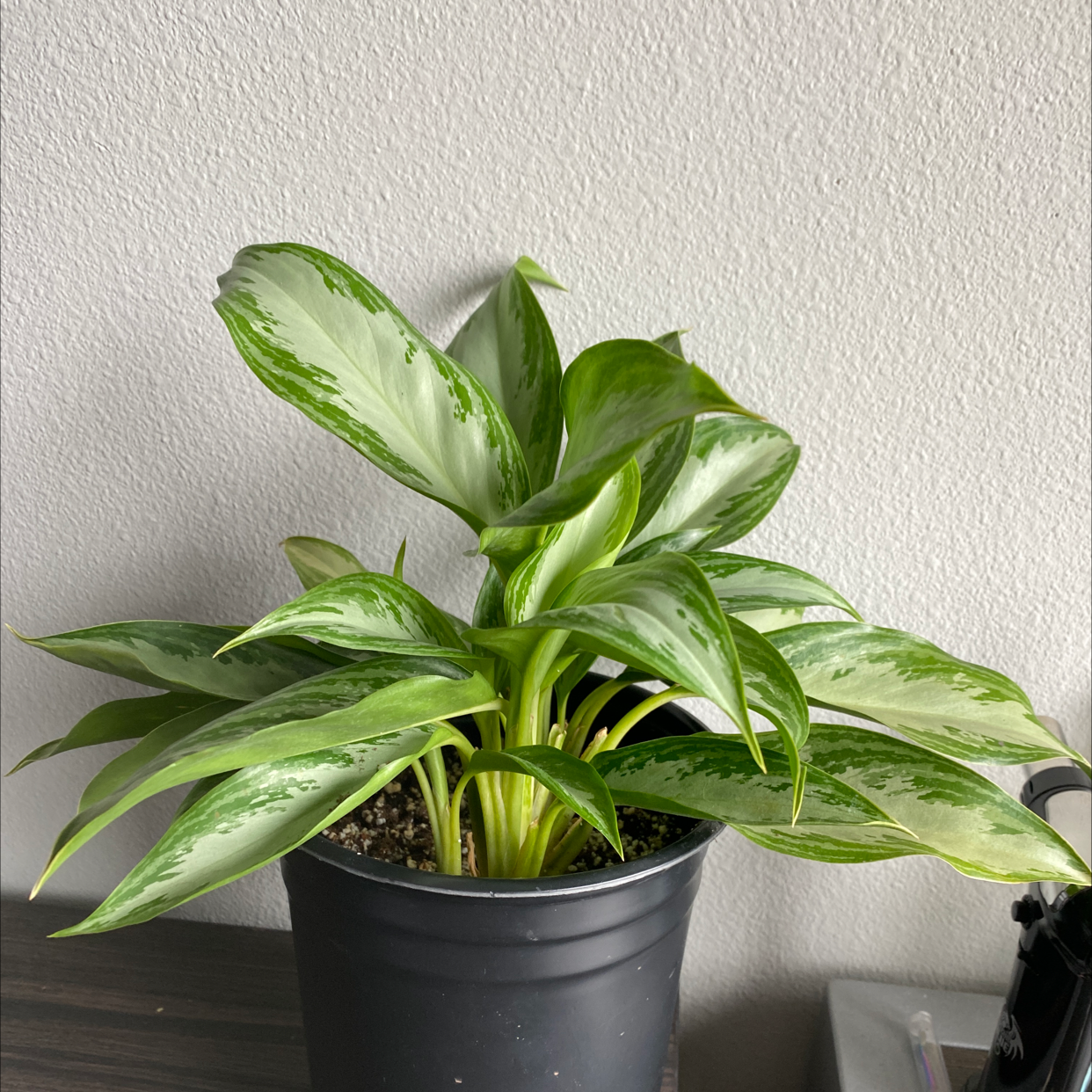 Healthy Aglaonema 'Silver Bay' plant in a black pot with vibrant leaves.
