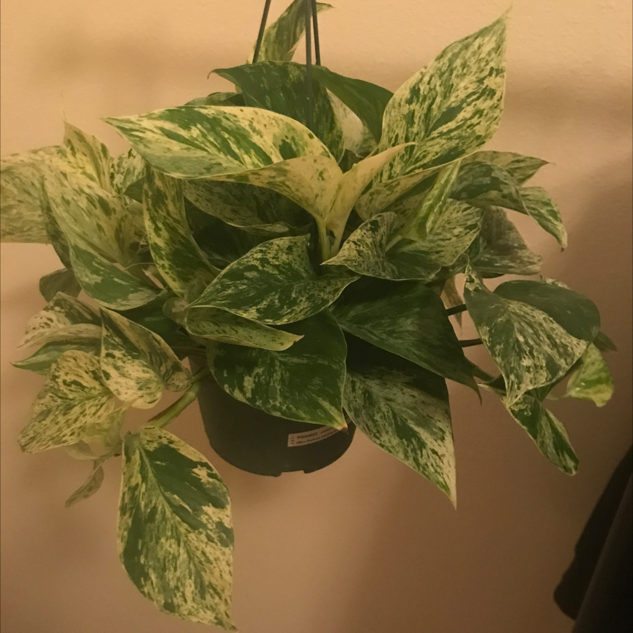Marble Queen Pothos plant photo by @beetle_bee_ named maia on Greg, the plant care app.