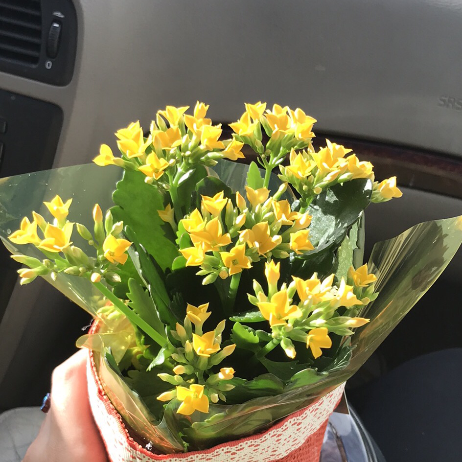 Florist Kalanchoe plant photo by @beetle_bee_ named daisy bell on Greg, the plant care app.