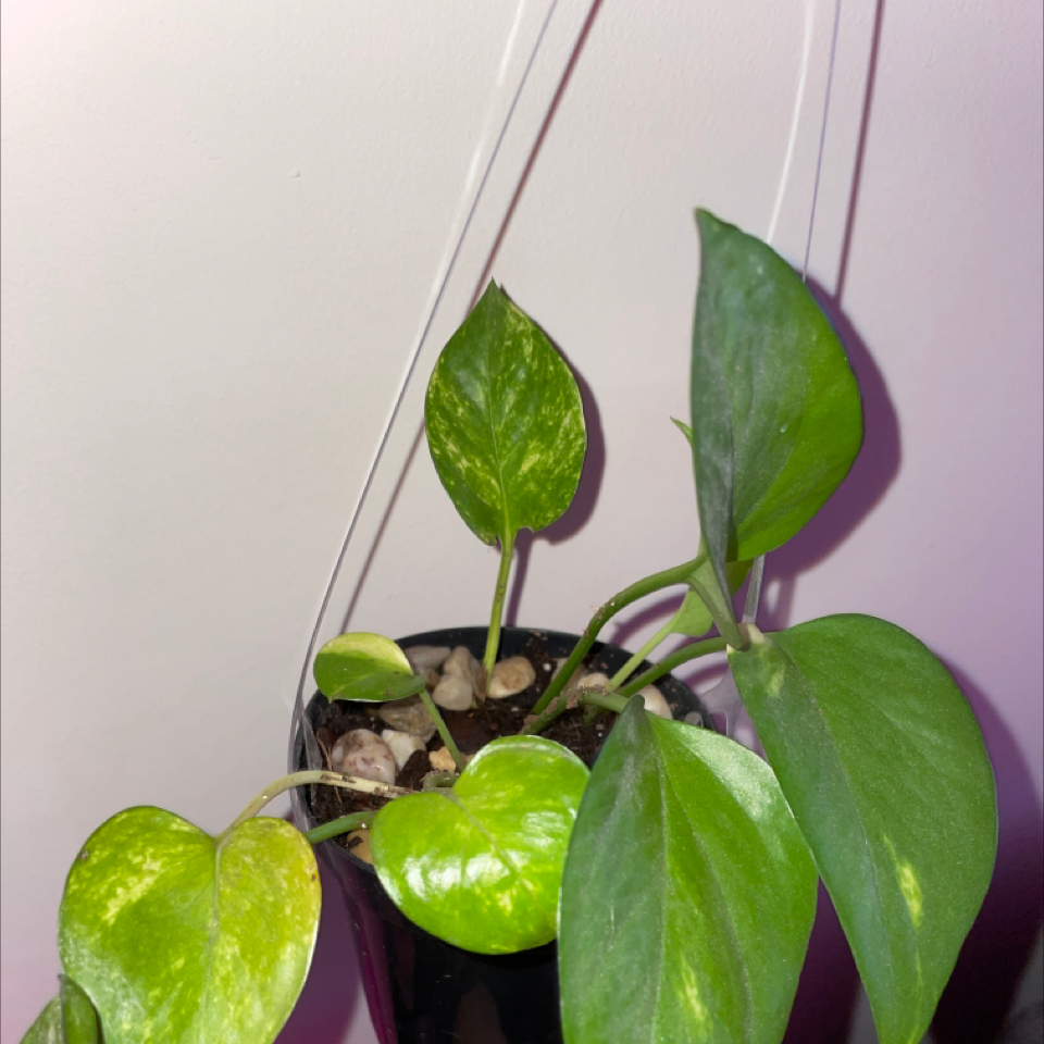 Taro Vine plant photo by @Pazha named Pathy on Greg, the plant care app.