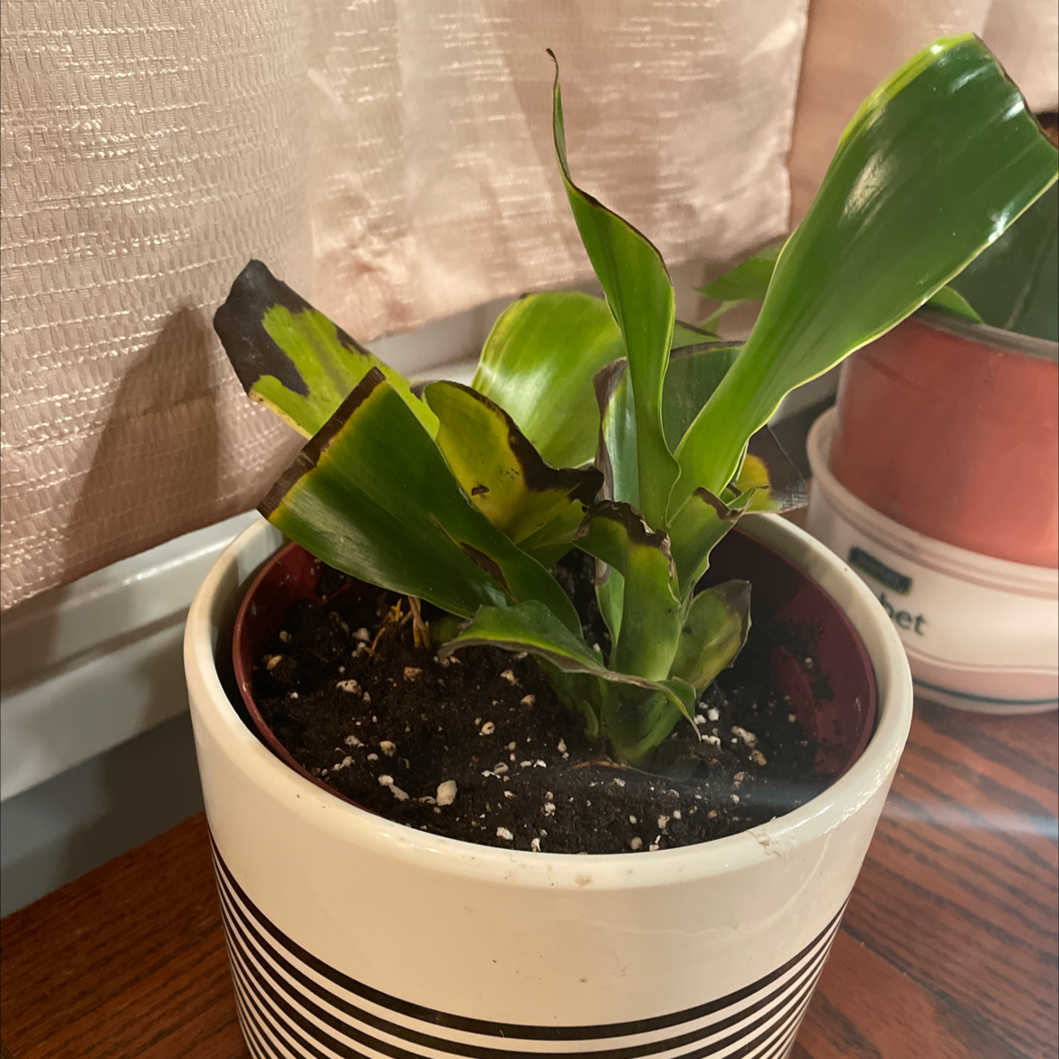 Basket Plant in a pot with some browning and black spots on leaves, visible soil.