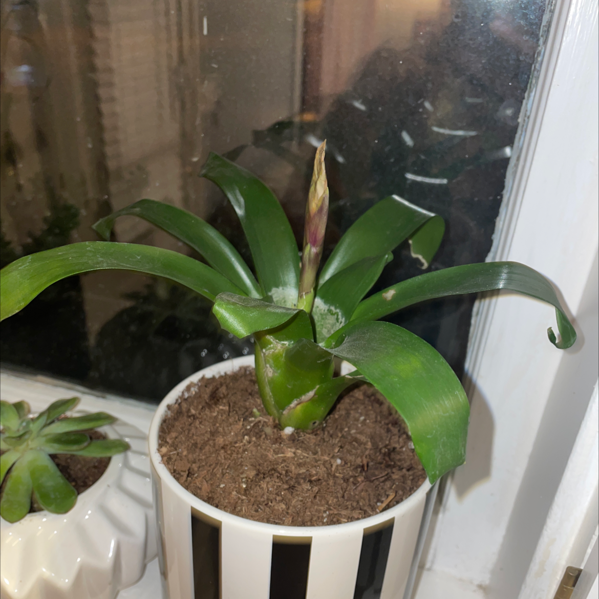 Flaming Sword plant in a pot on a windowsill with visible soil and a central flower spike.