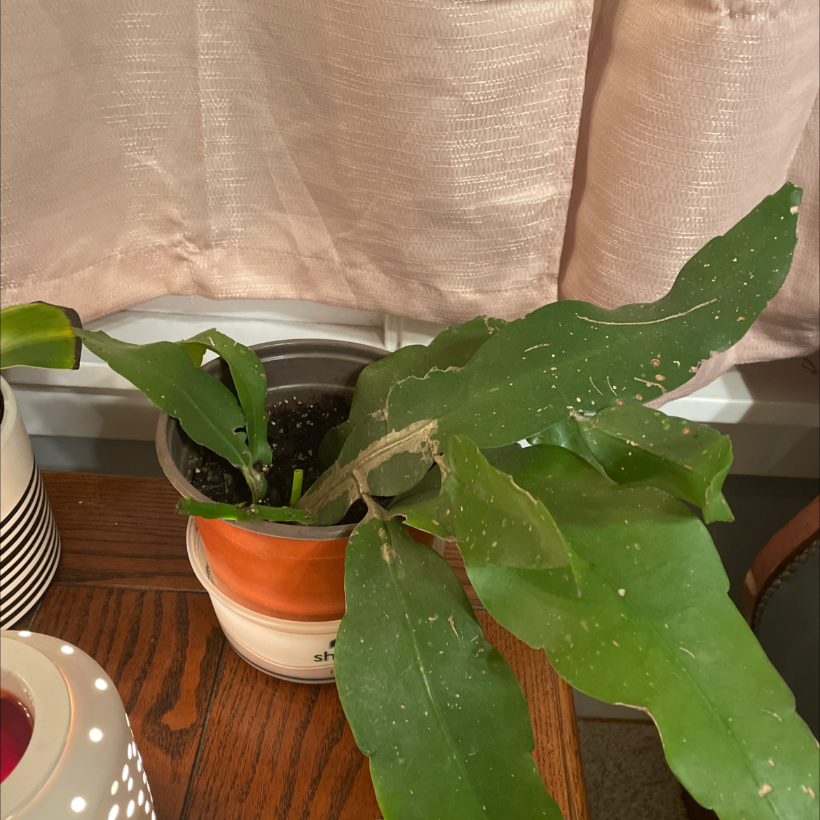 Dutchman's Pipe Cactus in a pot with visible soil and minor leaf damage.