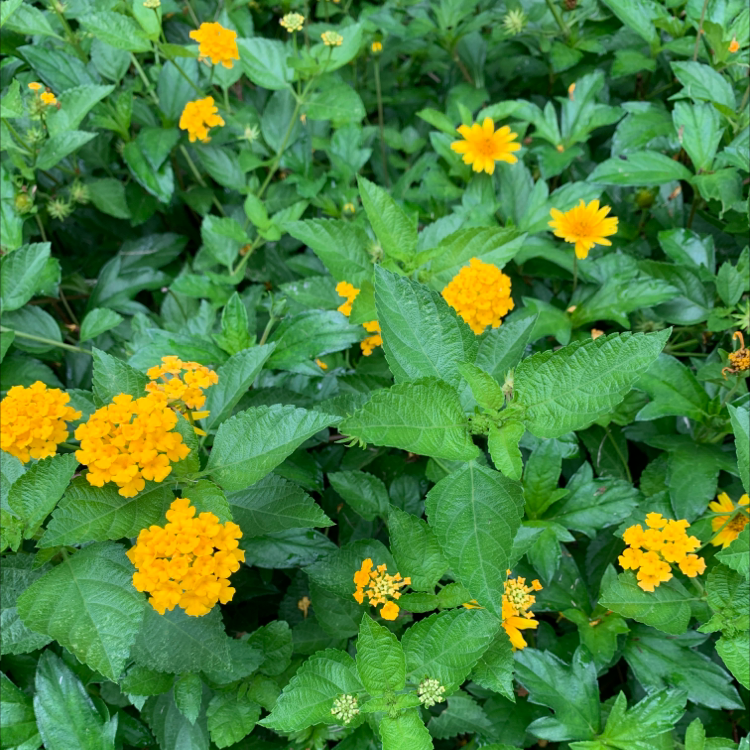 Lantana plant with vibrant green leaves and clusters of yellow flowers.