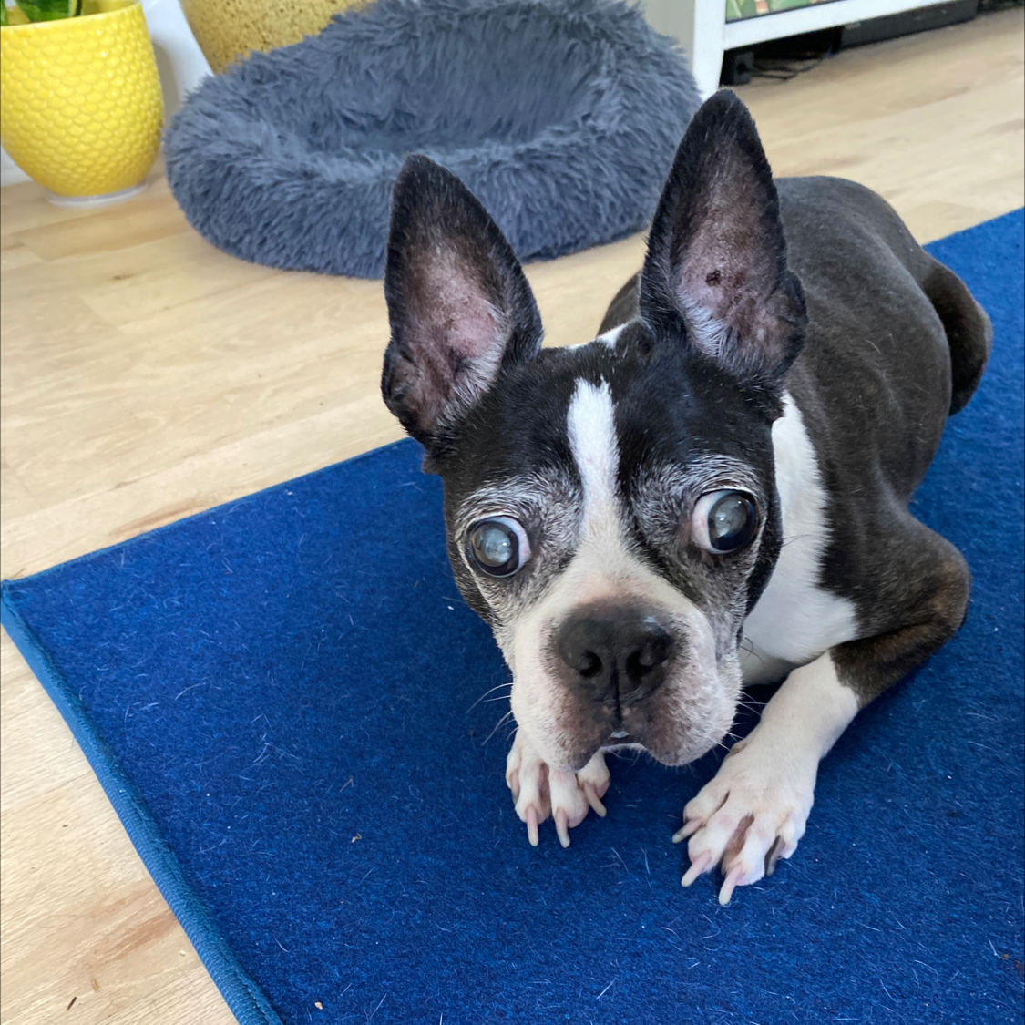 Photo of the plant species Dog Tail Cactus by Nicole caridad named Tux on Greg, the plant care app