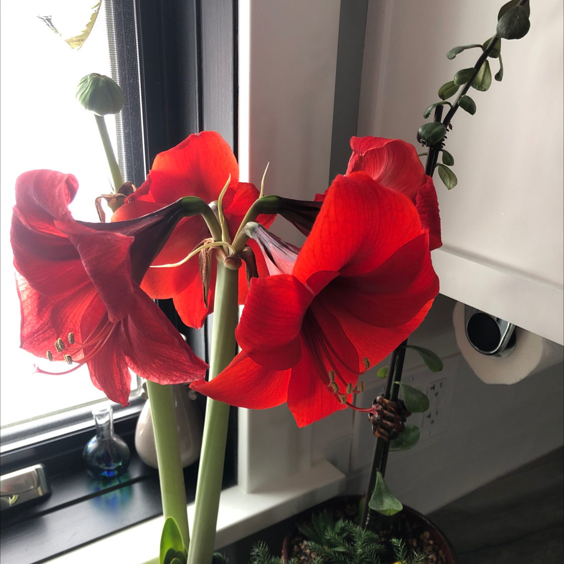 Striped-Tubed Amaryllis with vibrant red flowers near a window.