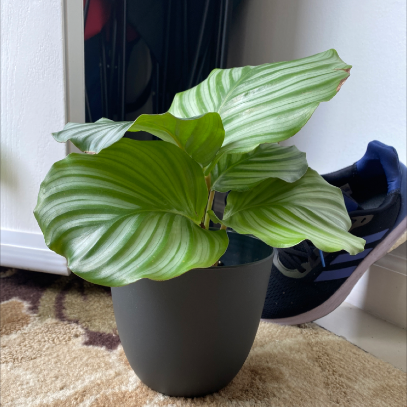Calathea Orbifolia plant photo by Amy named Callie on Greg, the plant care app.