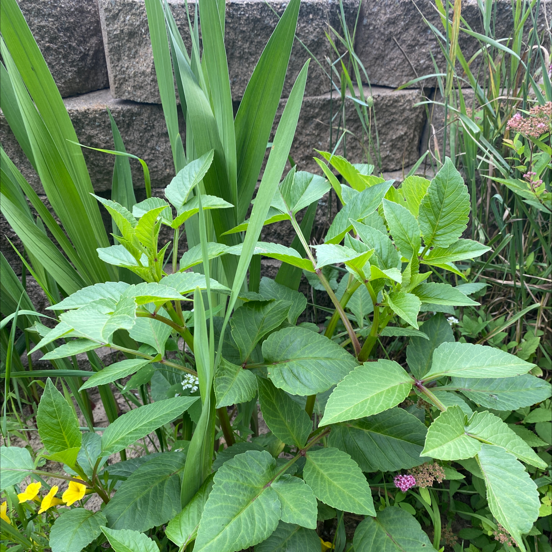 Photo of the plant species Achian-Bosk by Tabitha named Your plant on Greg, the plant care app