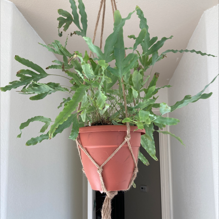 Blue Star Fern in a hanging pot with green leaves, well-framed and centered.