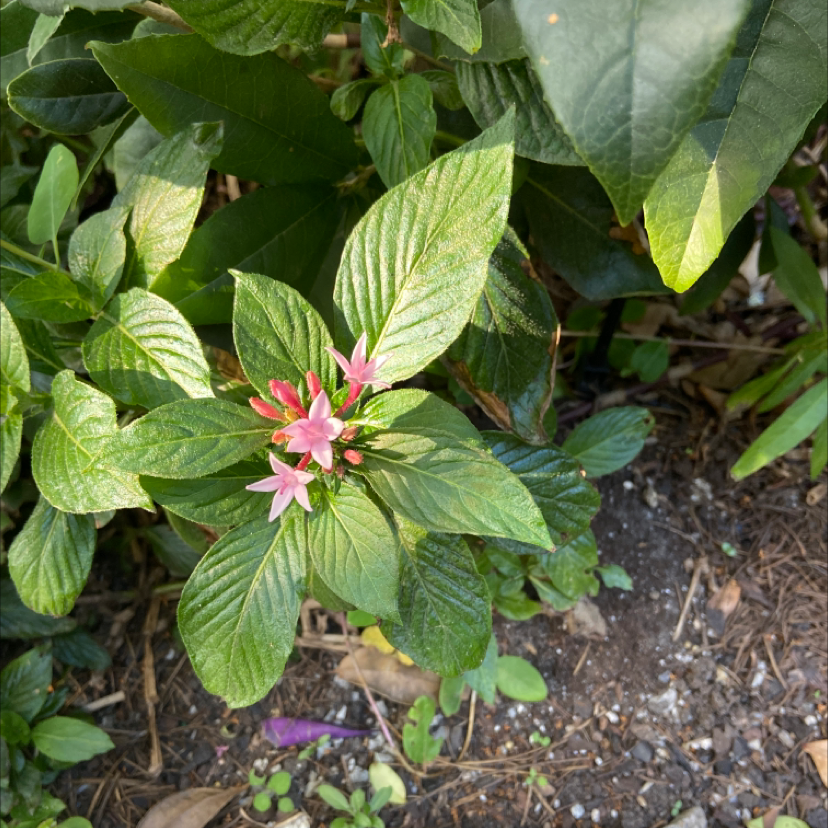Egyptian Starcluster plant with green leaves and pink flowers, soil visible.