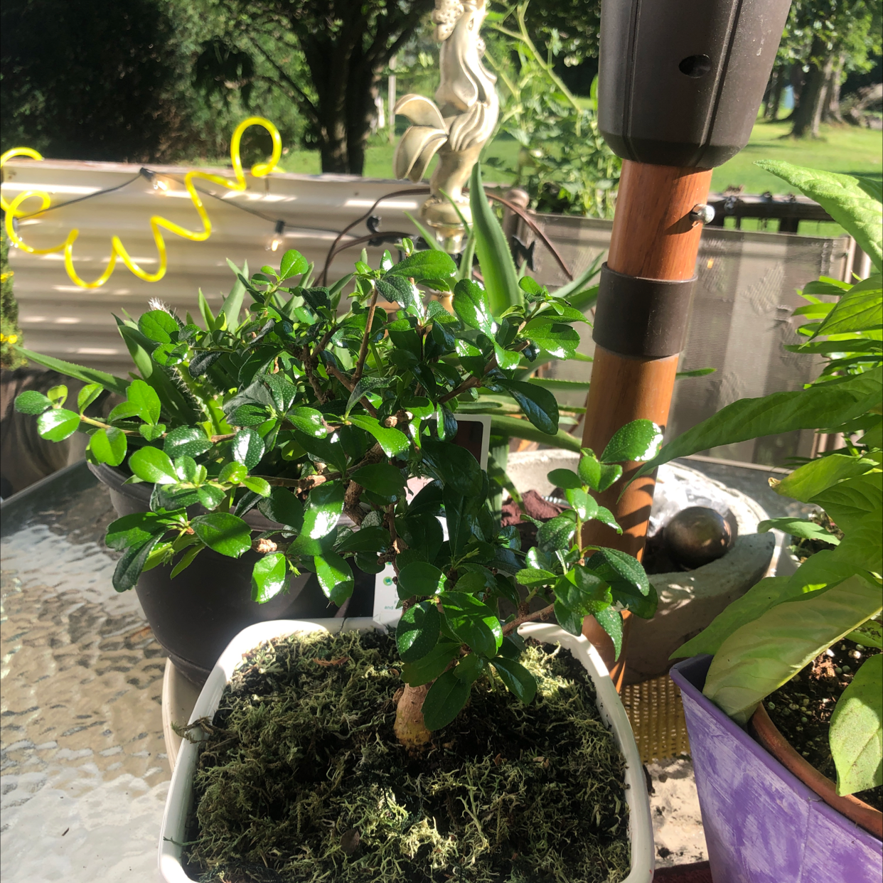 Fukien Tea Tree plant photo by J named Bonsi on Greg, the plant care app.
