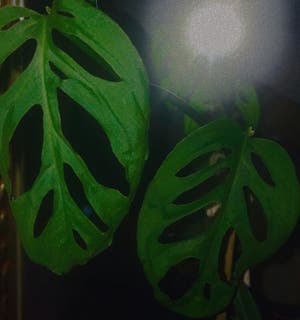 Window Leaf plant photo by Plantlover82 named Mossi on Greg, the plant care app.