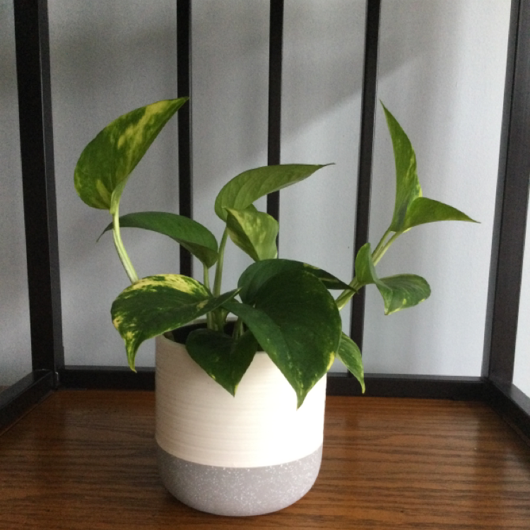 Taro Vine plant photo by @HobokenTina named Kunta Kinte on Greg, the plant care app.