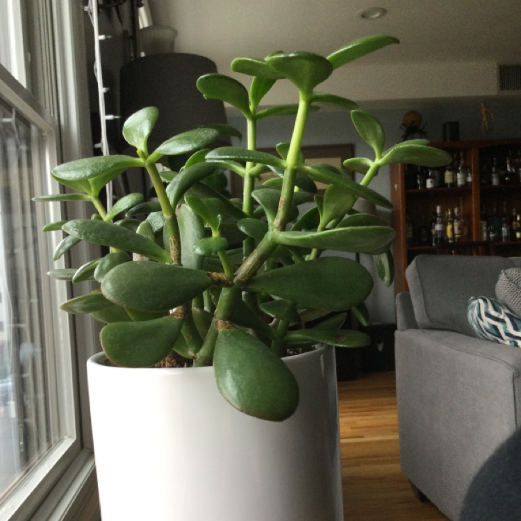 Lucky Plant plant photo by @HobokenTina named Jade-a Pinkett Smith on Greg, the plant care app.