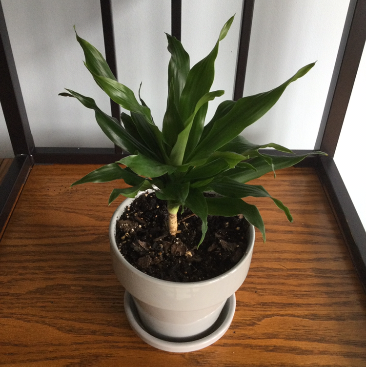 Photo of the plant species Dracaena 'Janet Craig Compacta' by @HobokenTina named Lazarus on Greg, the plant care app