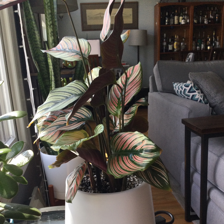 Goeppertia majestica plant in a white pot indoors with vibrant, variegated leaves.