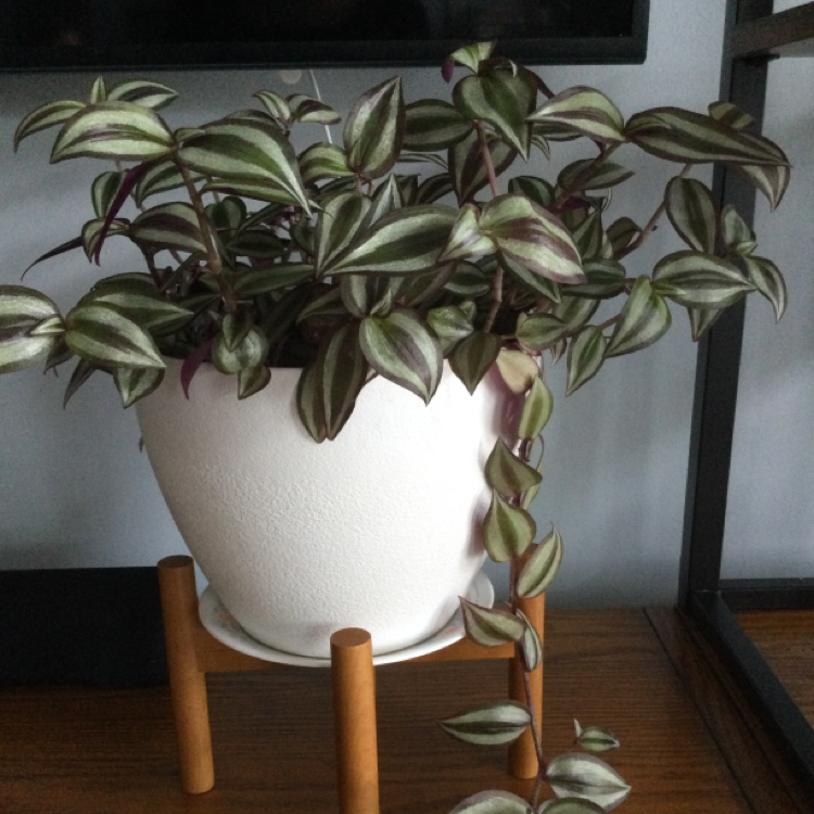 Spiderwort plant photo by @HobokenTina named Shylock on Greg, the plant care app.