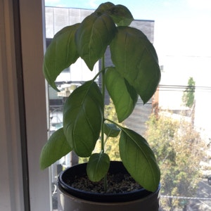 Sweet Basil plant photo by @HobokenTina named Basil bebes on Greg, the plant care app.