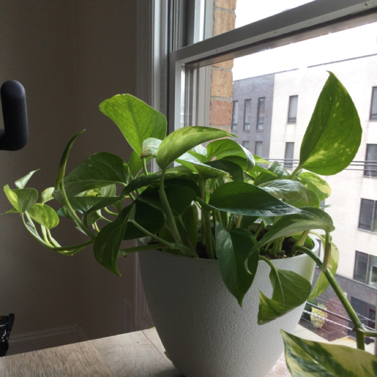 Taro Vine plant photo by @HobokenTina named Bruce Banner on Greg, the plant care app.
