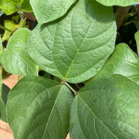 Photo of the plant species hog-peanut by Chandrika named Your plant on Greg, the plant care app