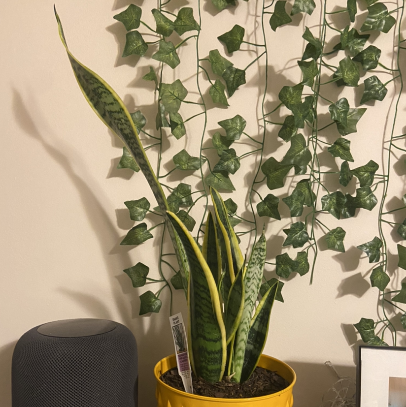 Snake Plant plant photo by @BriyanaShania named Long Tall Sally on Greg, the plant care app.