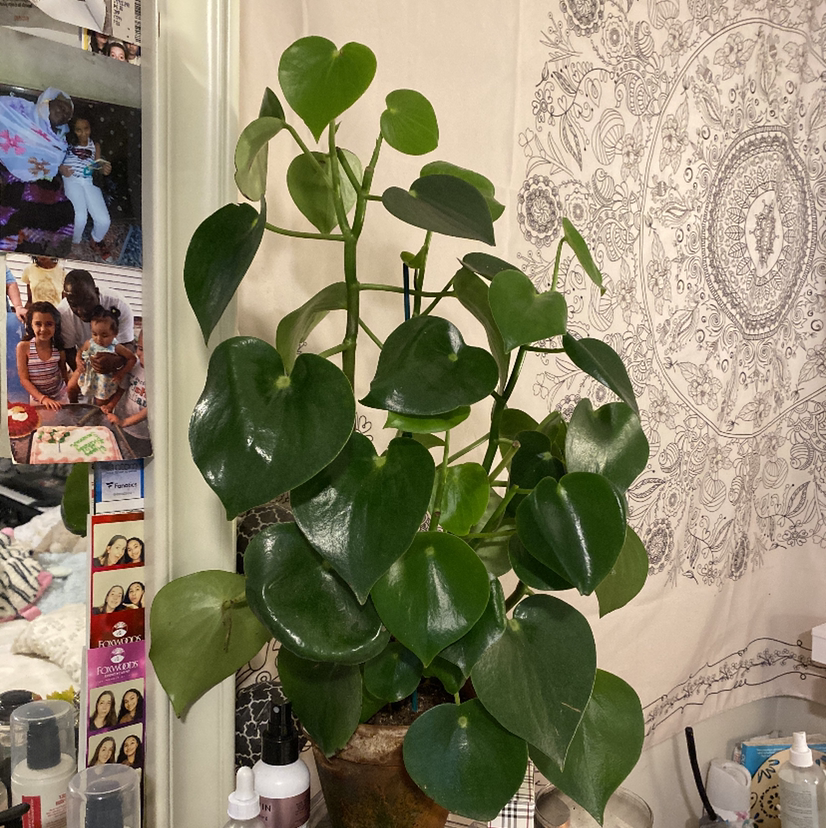 Healthy Raindrop Peperomia plant with glossy, heart-shaped leaves.