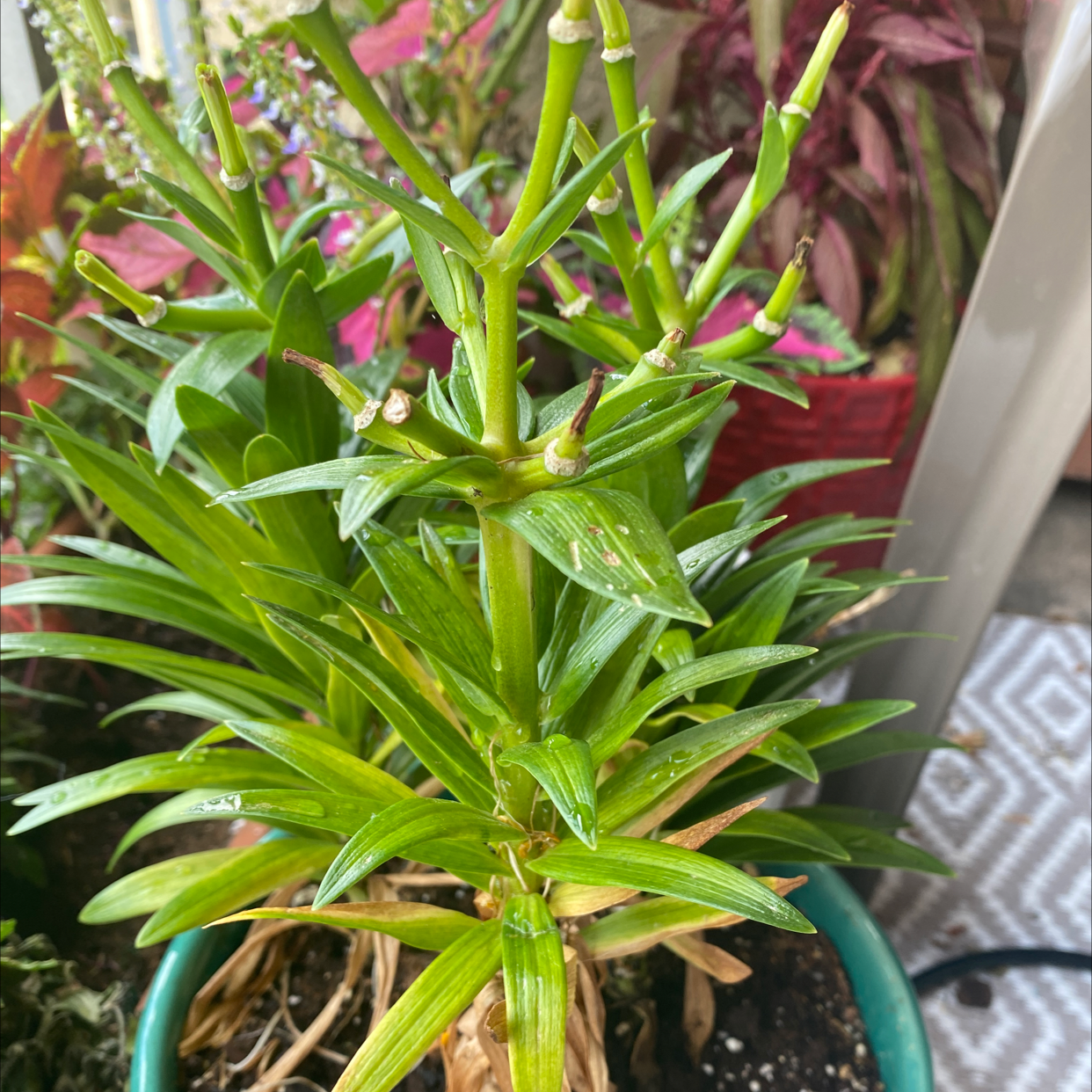 Potted Orange Lily plant with green leaves and some yellowing at the base.