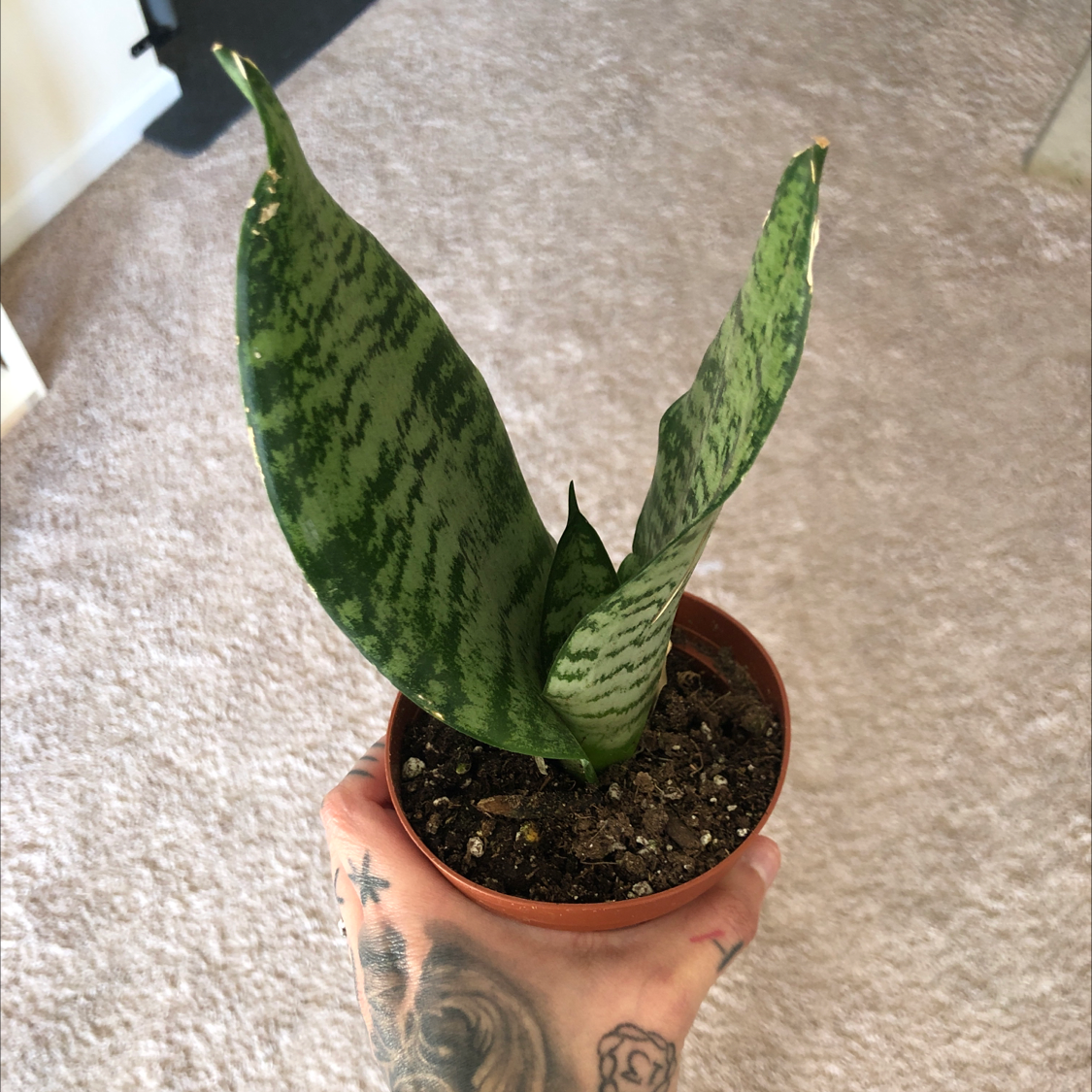 Photo of the plant species Sansevieria 'Frozen' by @Tanjiro named Zelenka on Greg, the plant care app