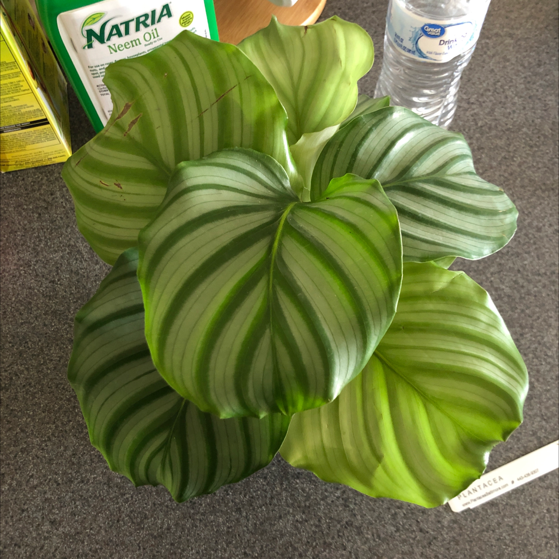 What Do Calathea Orbifolia Flowers Mean?
