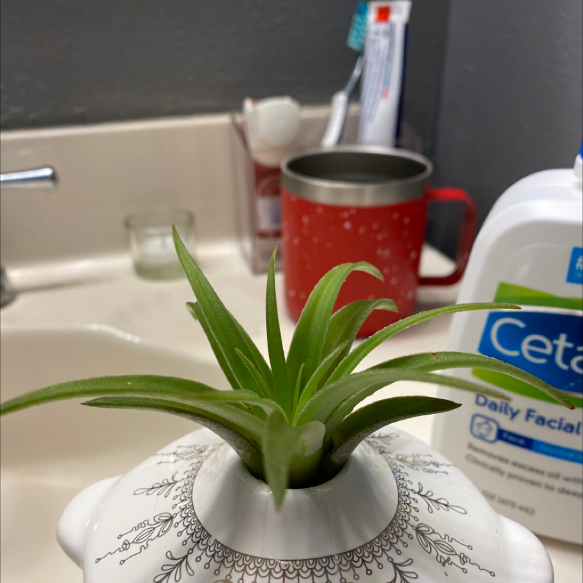 Photo of the plant species Tillandsia ionantha 'Vanhyningii' by @jaykon named Persephone on Greg, the plant care app