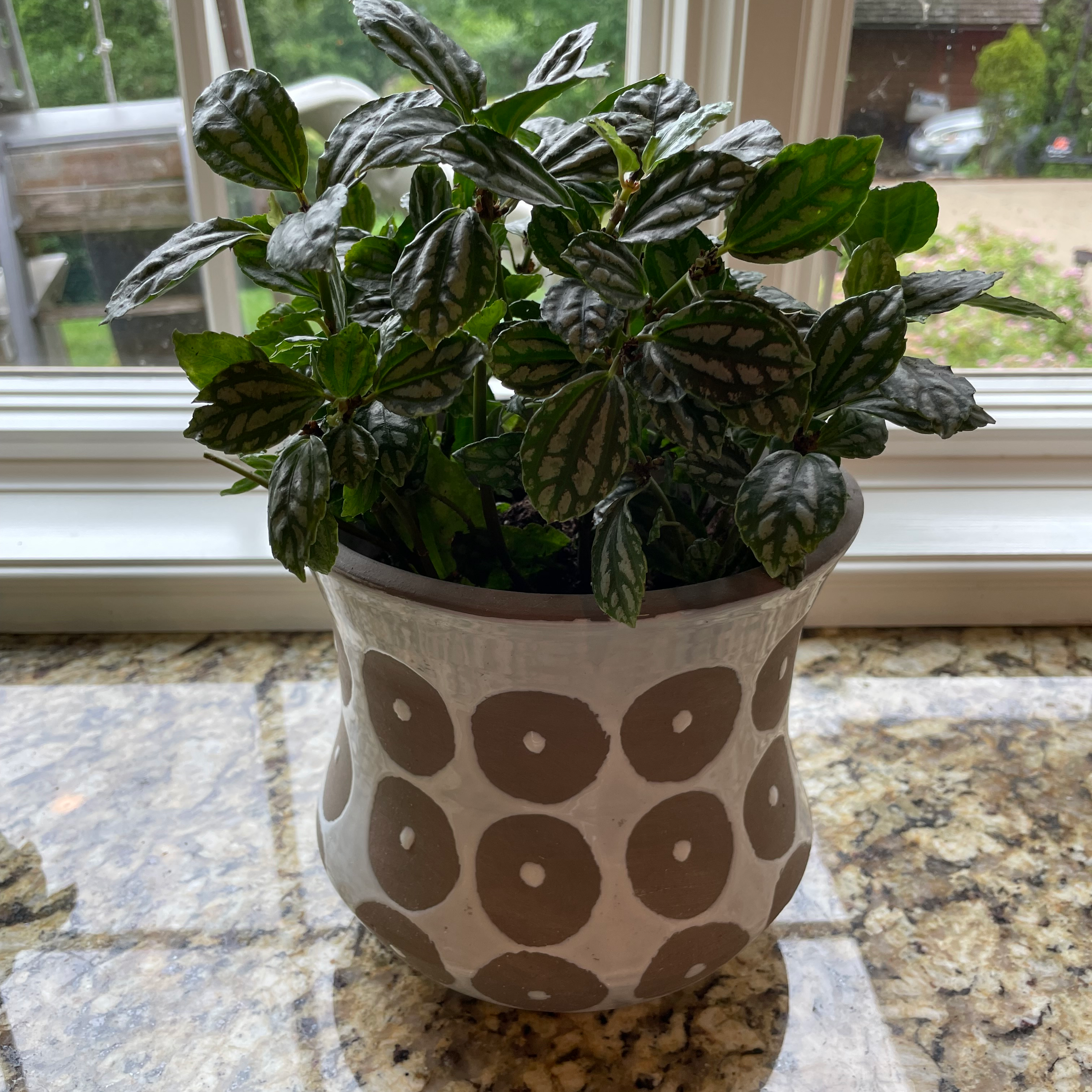 Potted Aluminum Plant (Pilea cadierei) on a countertop near a window.
