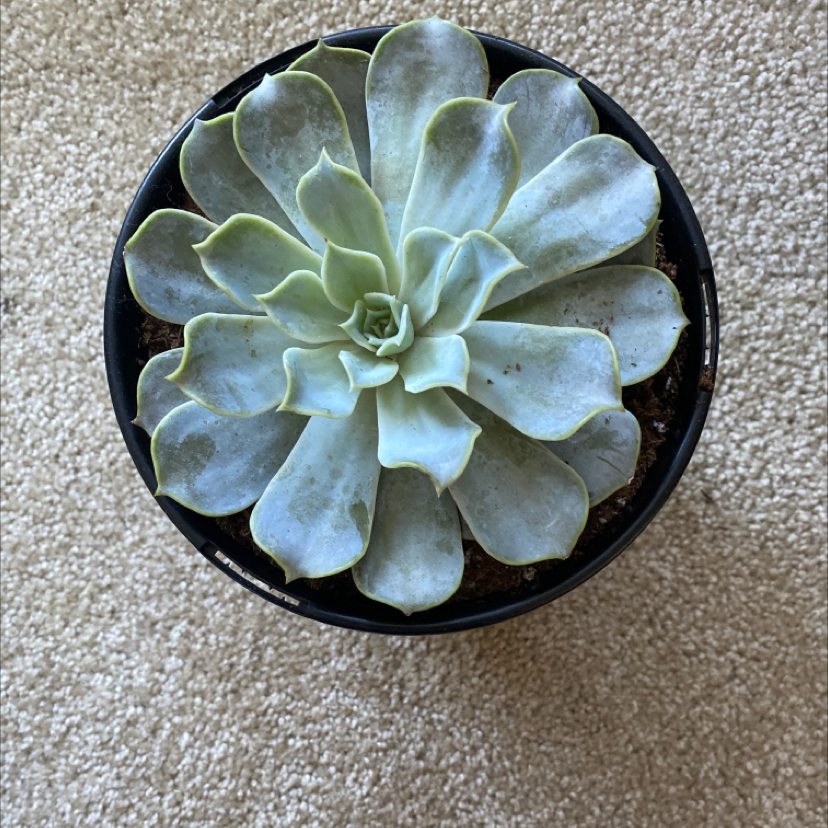 Why Are My Echeveria Runyonii Leaves Droopy? 💧