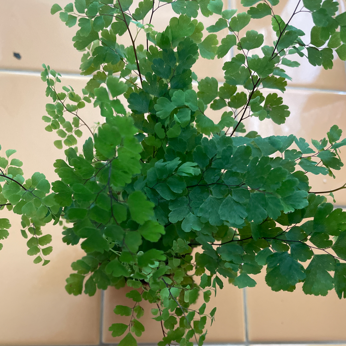 Healthy Pacific Maidenhair Fern with vibrant green leaves.