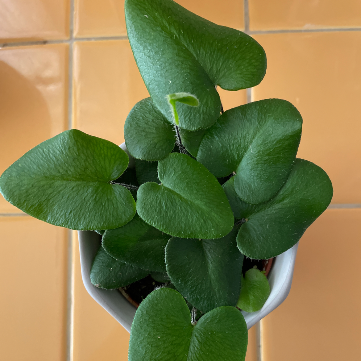 Golden Leather Fern with broad green leaves in a pot on a tiled surface.