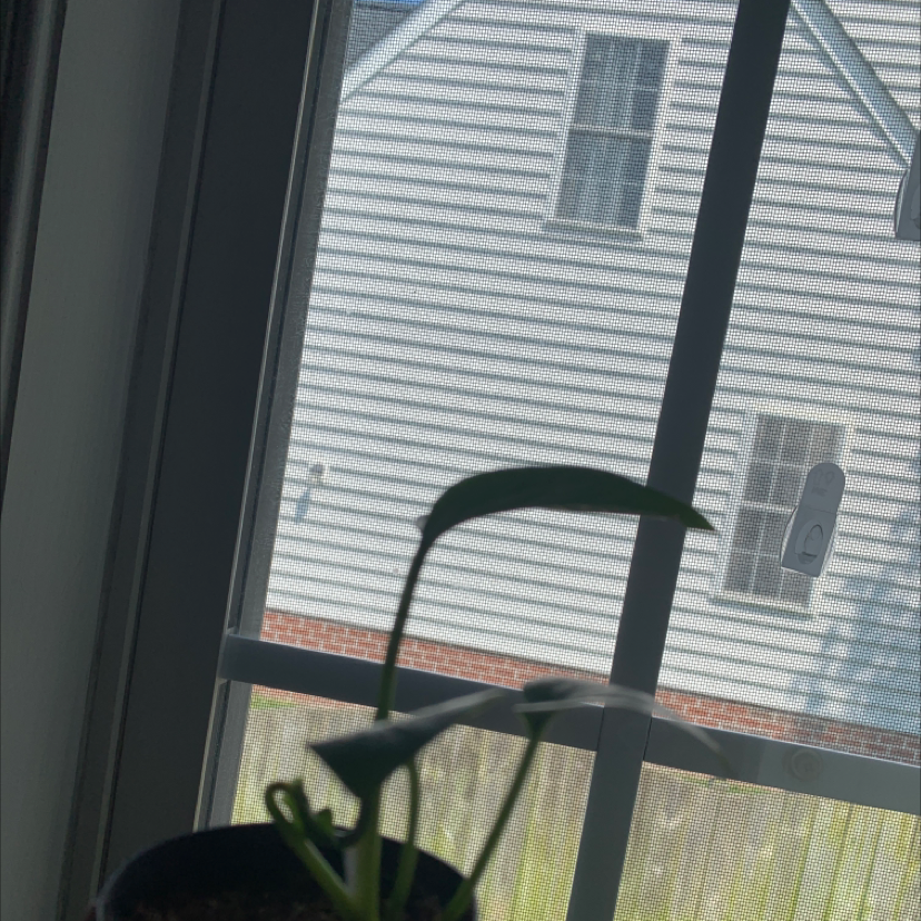 Purple Heart plant photo by @yuckybbys named Luna on Greg, the plant care app.