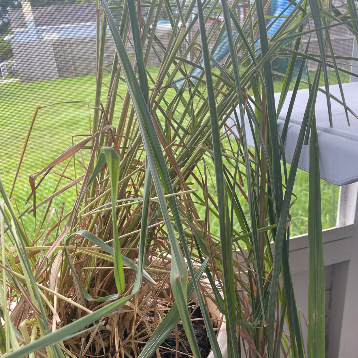 Potted Lemon Grass plant with some browning leaves at the base, placed outdoors.