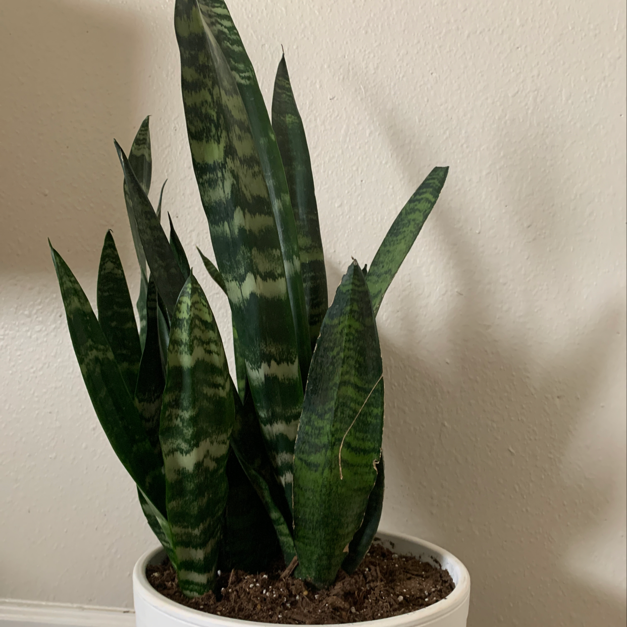 Snake Plant in a white pot with healthy, upright, variegated leaves.